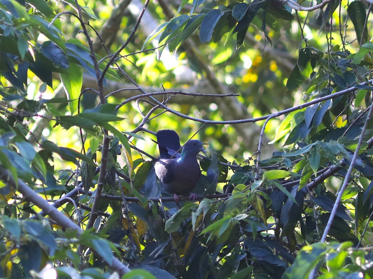 Pigeon rameron - ML617624523