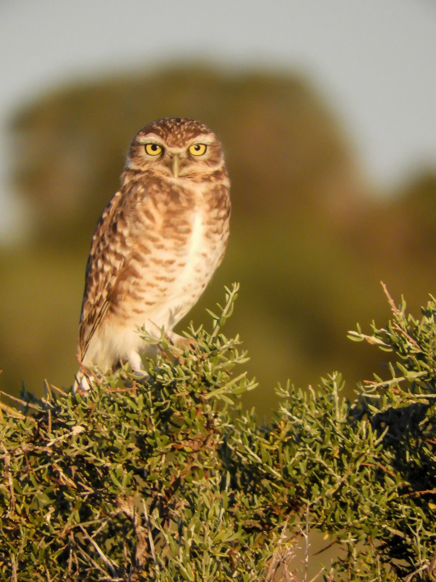 Burrowing Owl - Leonardo Zoat