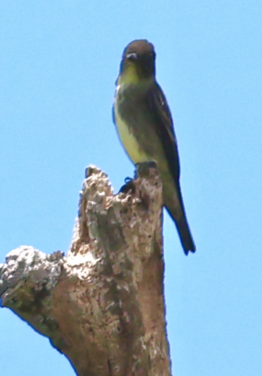 Olive-sided Flycatcher - ML617624560