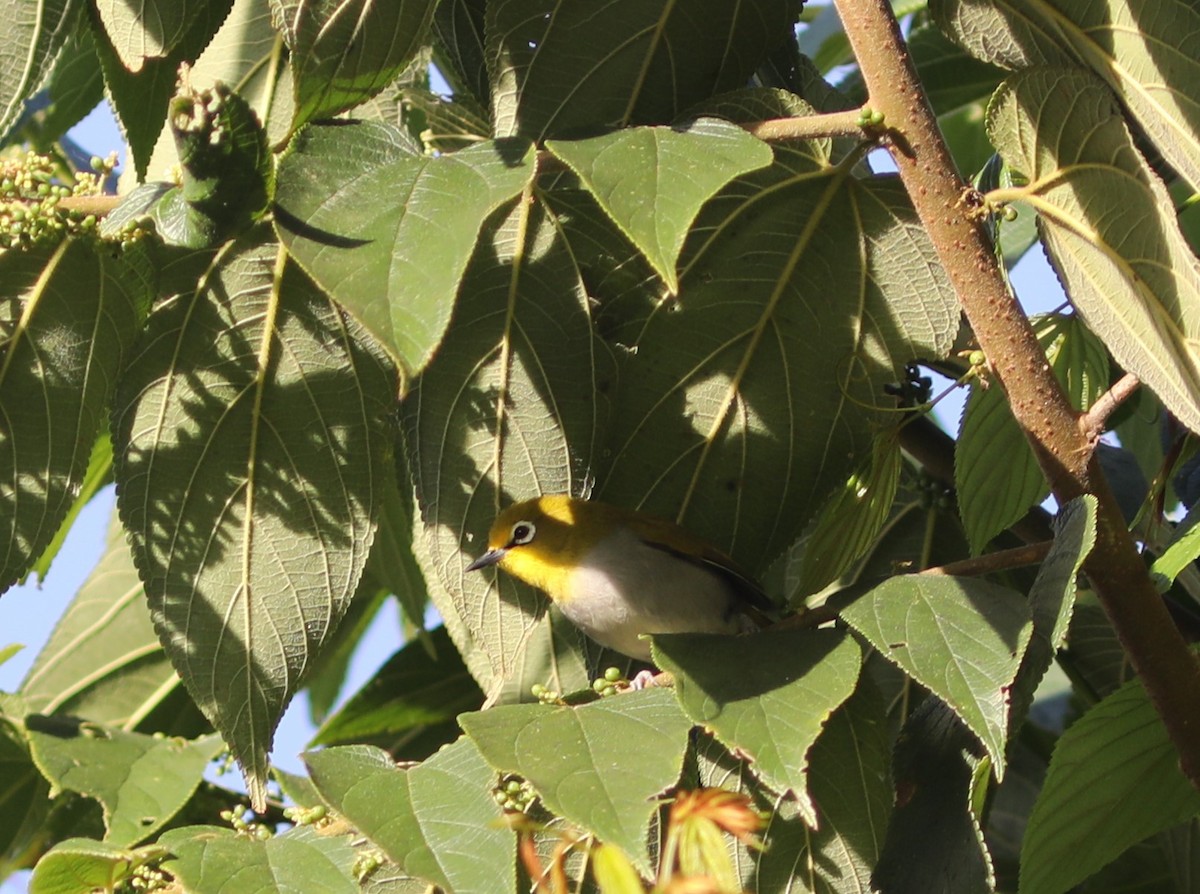 South Pare White-eye - ML617624562