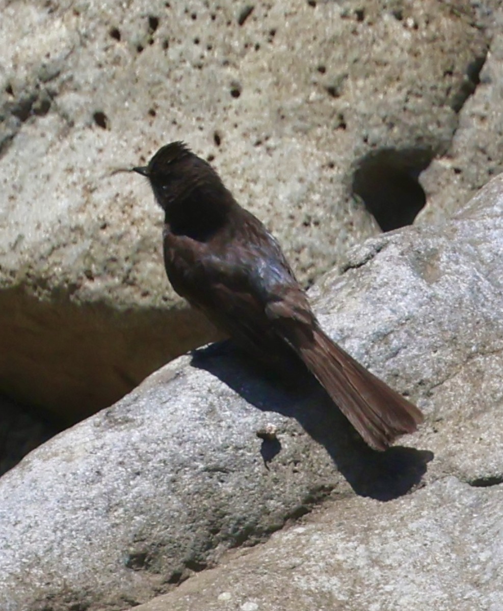 Black Phoebe - ML617624575