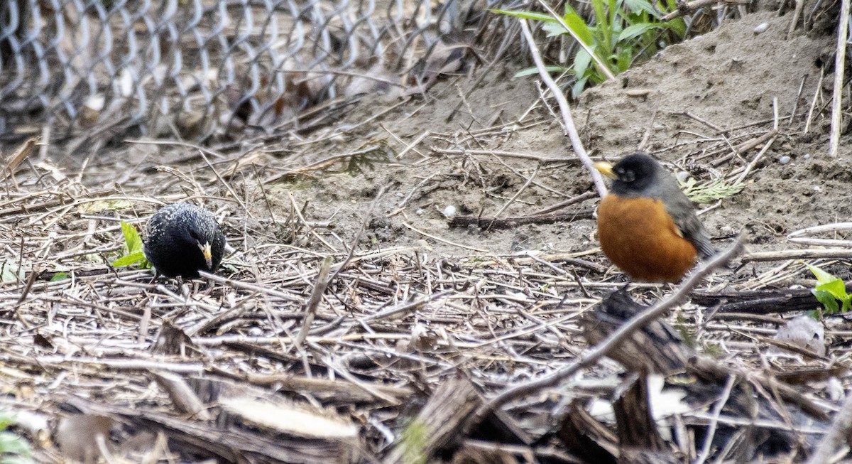 European Starling - ML617624620