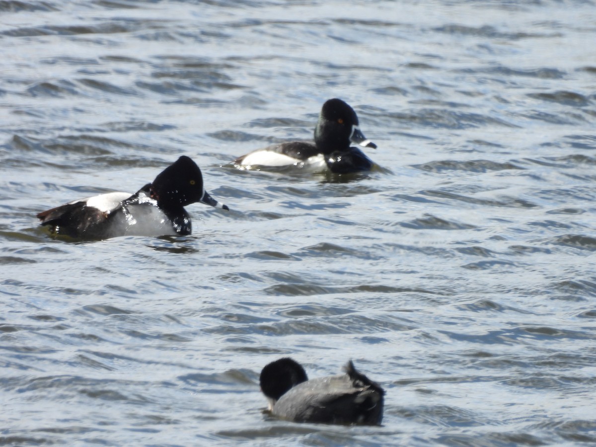 Ring-necked Duck - ML617624622