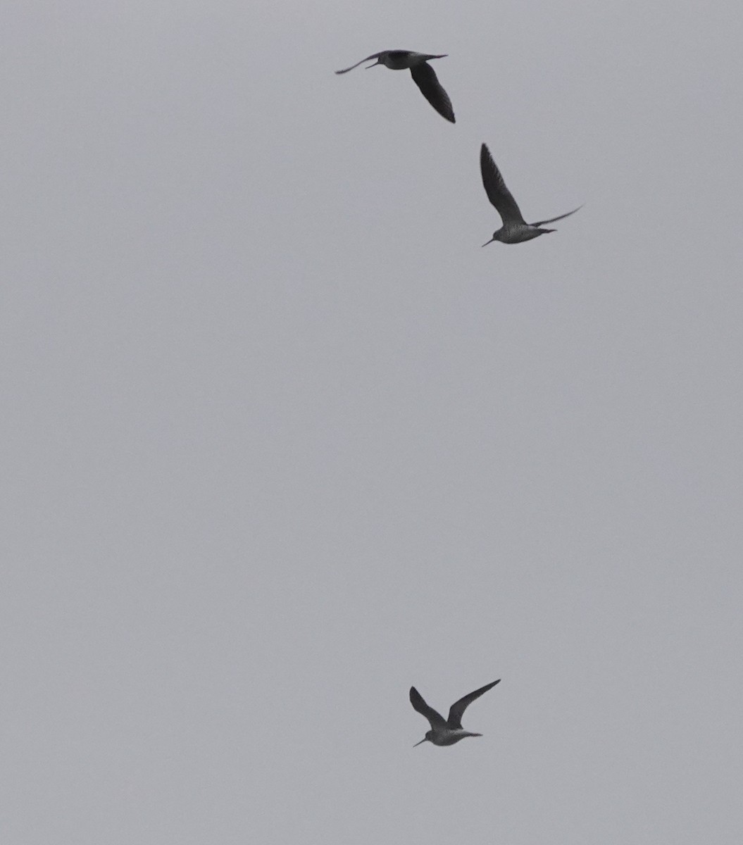 Greater Yellowlegs - ML617624625