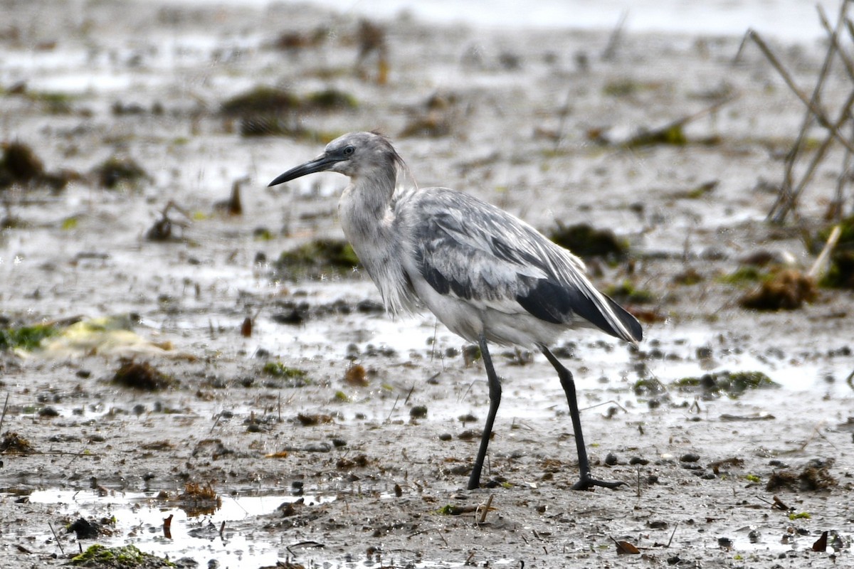 Little Blue Heron - ML617624633