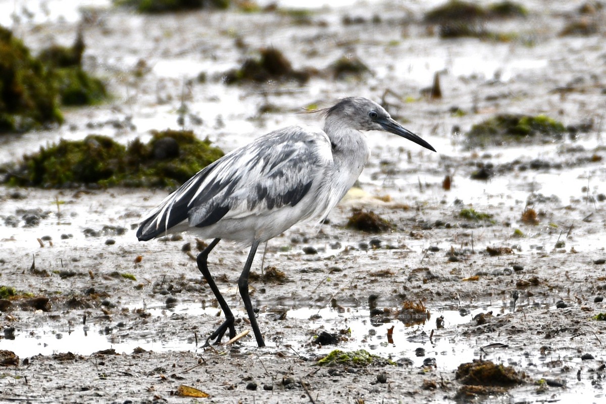 Little Blue Heron - ML617624644