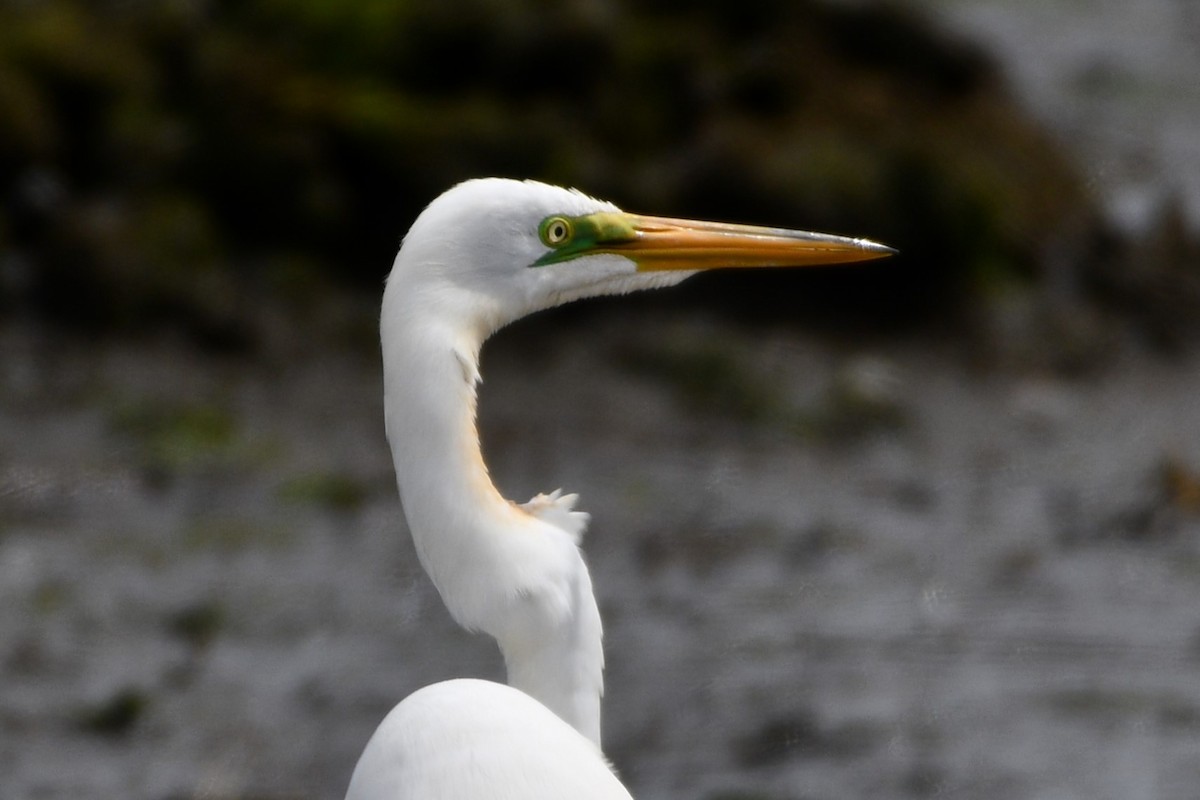 Great Egret - ML617624659