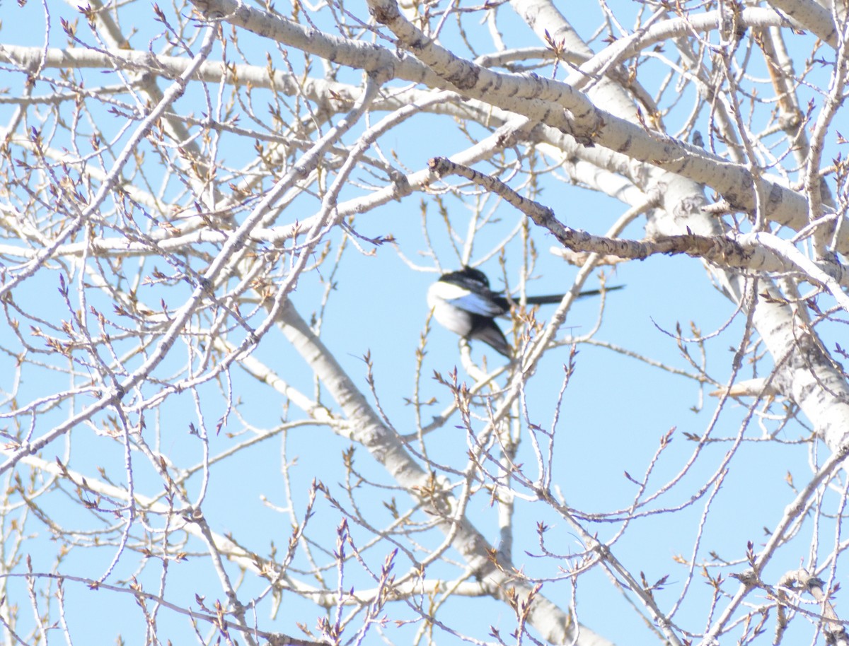 Black-billed Magpie - ML617624673