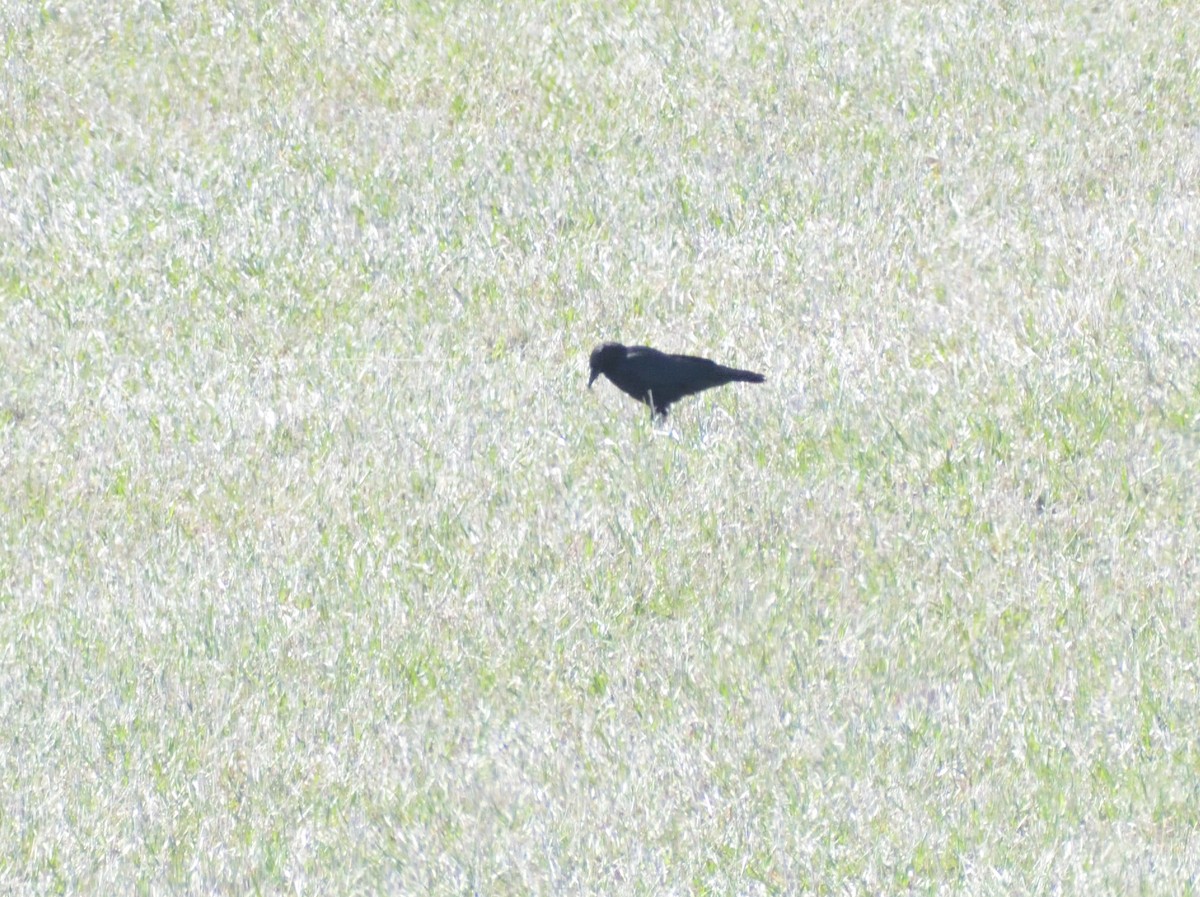 American Crow - ML617624675