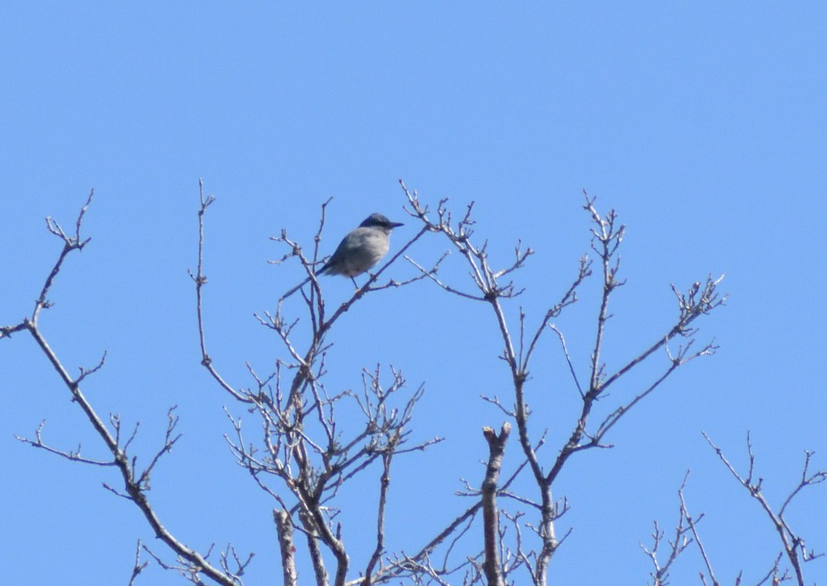 Woodhouse's Scrub-Jay (Woodhouse's) - Robert Tonge