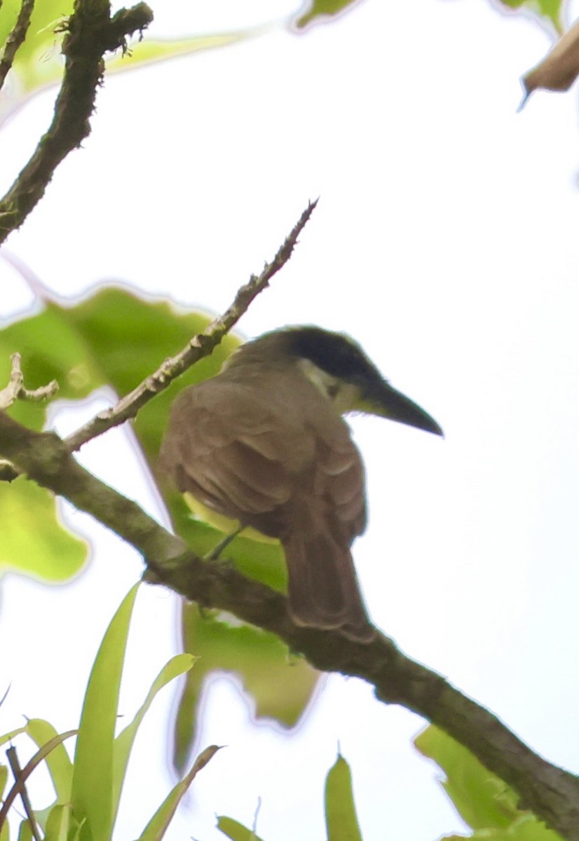 Boat-billed Flycatcher - ML617624689