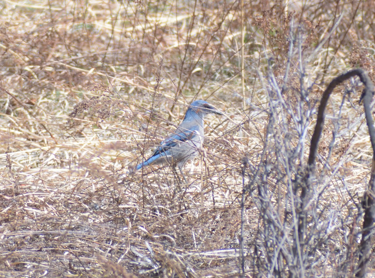 Woodhouse's Scrub-Jay (Woodhouse's) - Robert Tonge