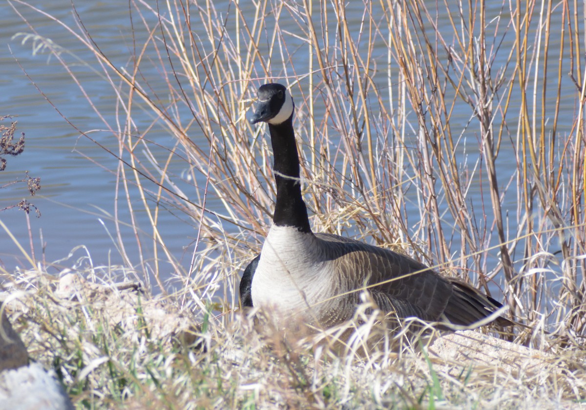 Canada Goose - Robert Tonge