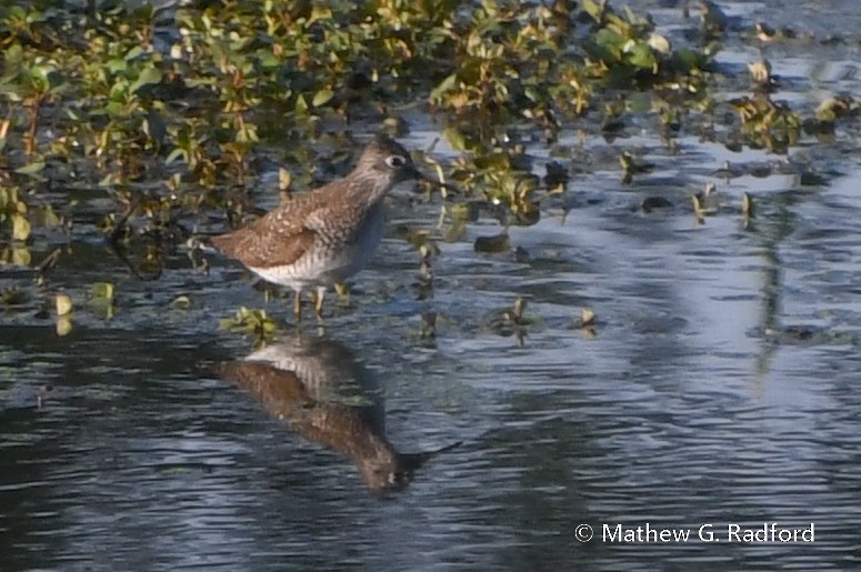 Solitary Sandpiper - ML617624710