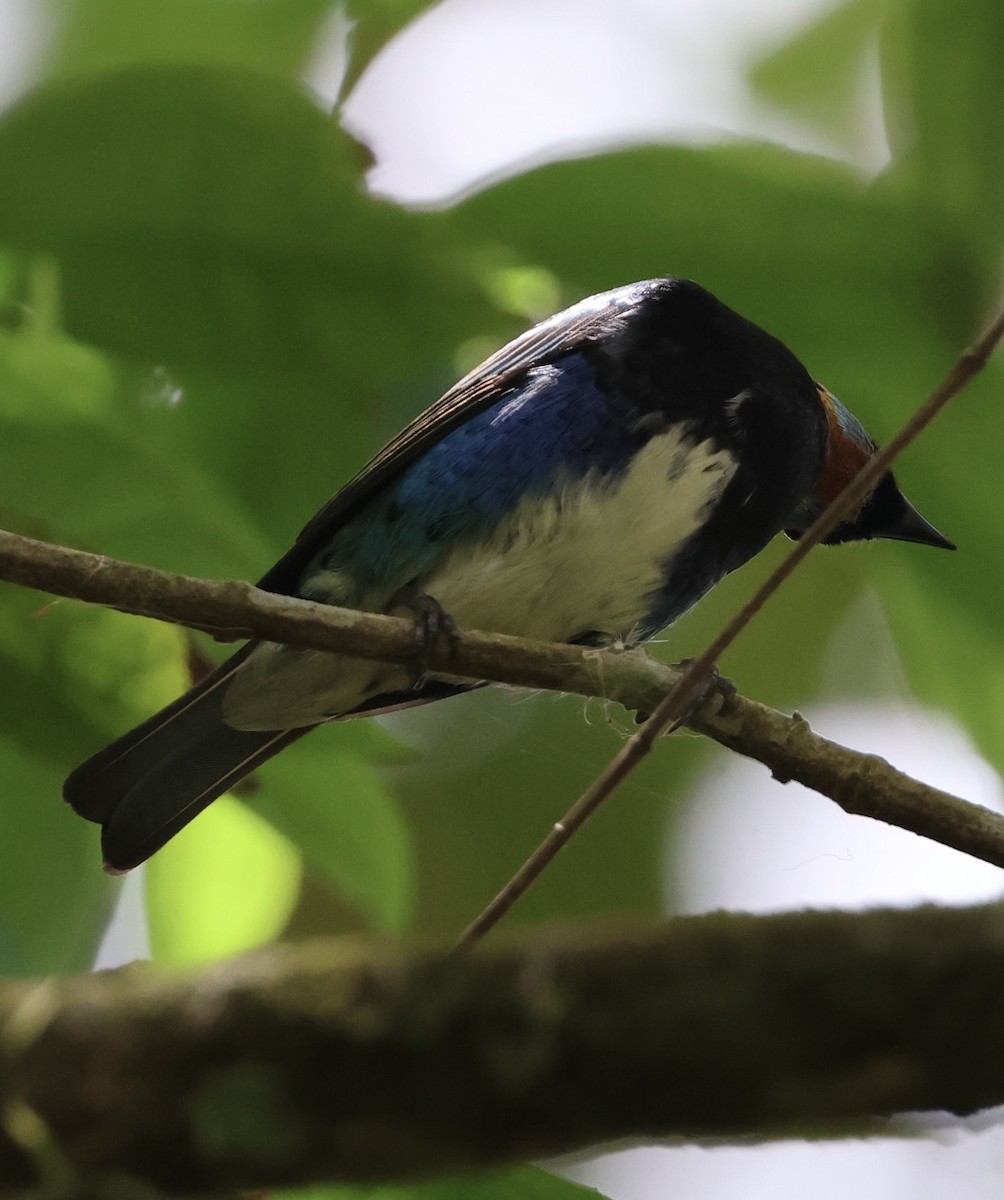 Golden-hooded Tanager - ML617624712