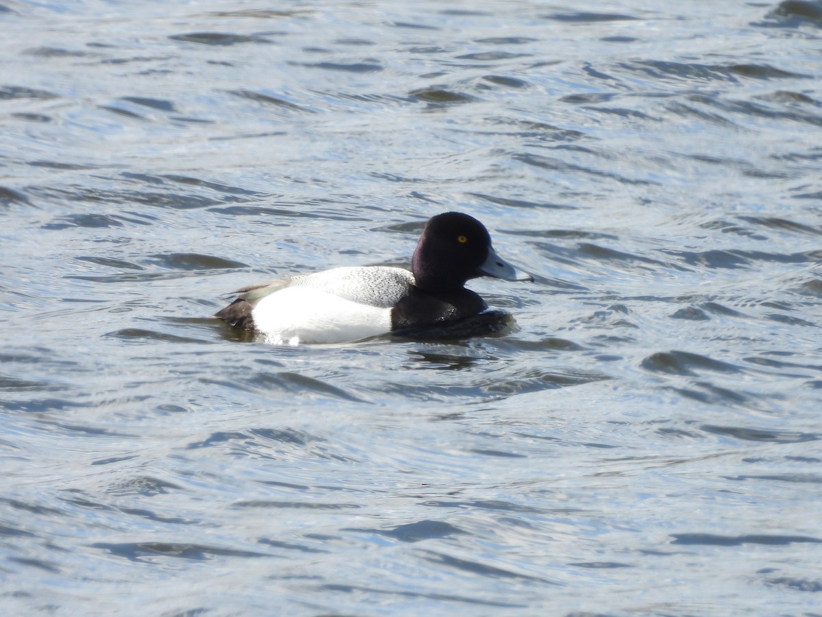 Greater Scaup - ML617624716
