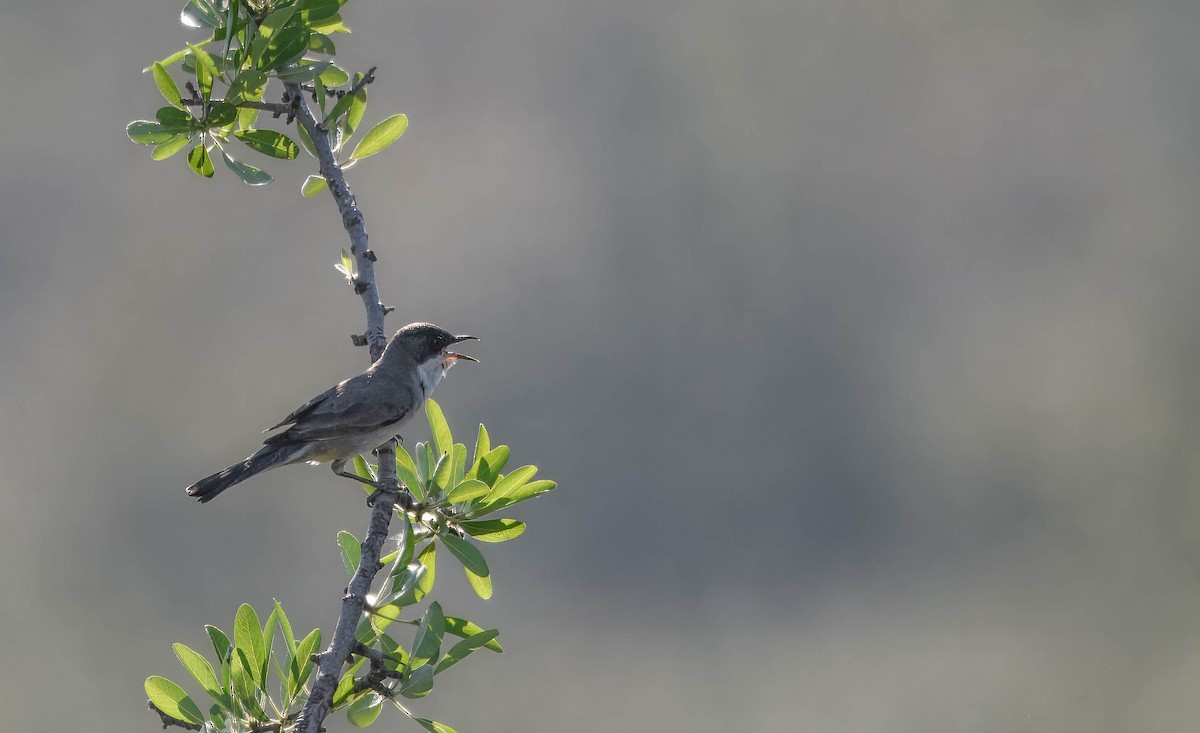 Eastern Orphean Warbler - Alex Hargrave