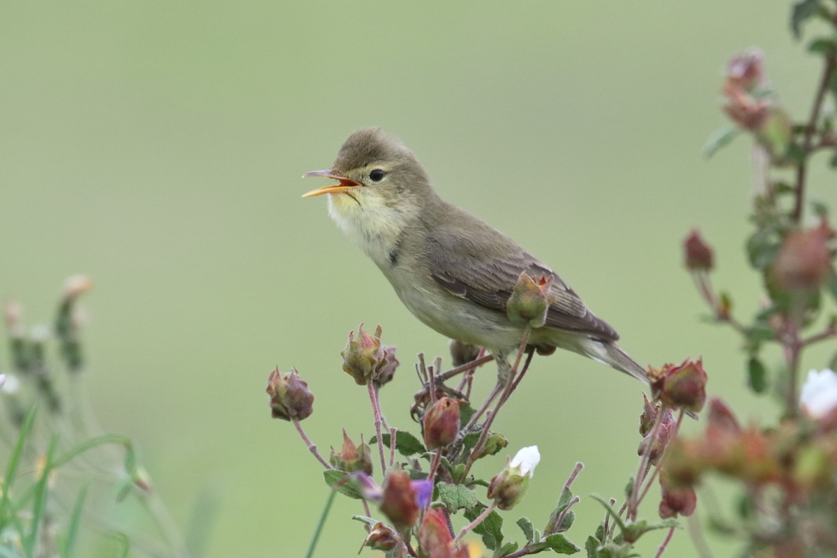 Melodious Warbler - António Gonçalves