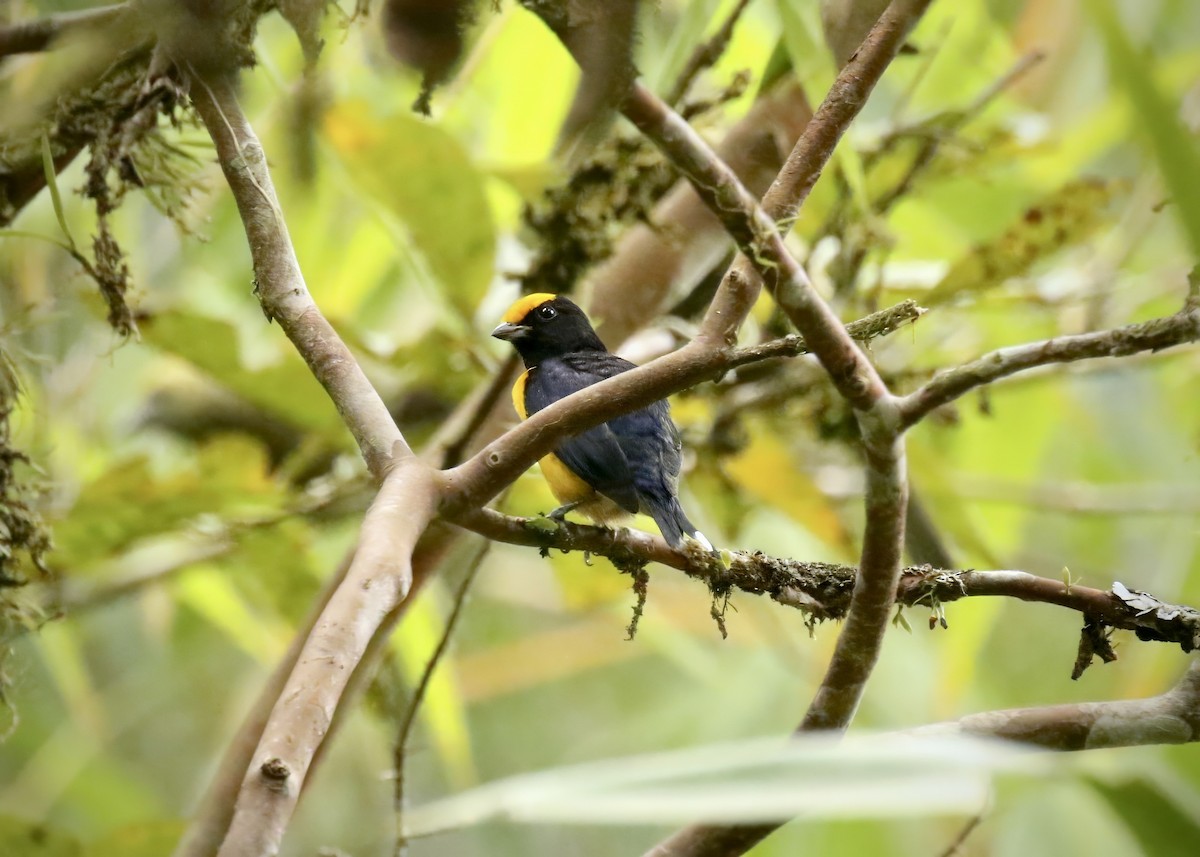 Orange-bellied Euphonia - ML617624783