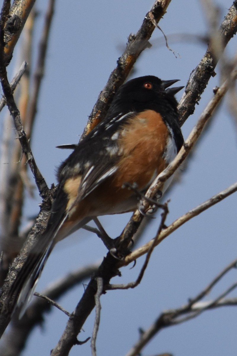 Spotted Towhee - Vanessa Montgomery