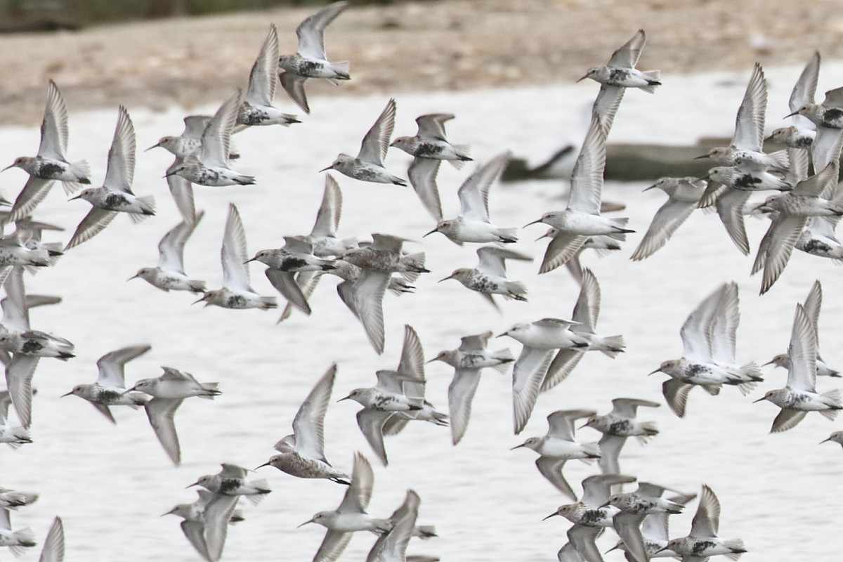 Curlew Sandpiper - António Gonçalves