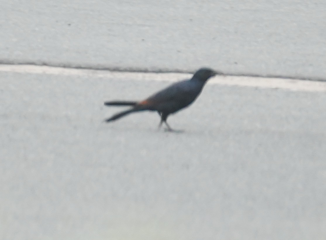 Red-winged Starling - ML617624825