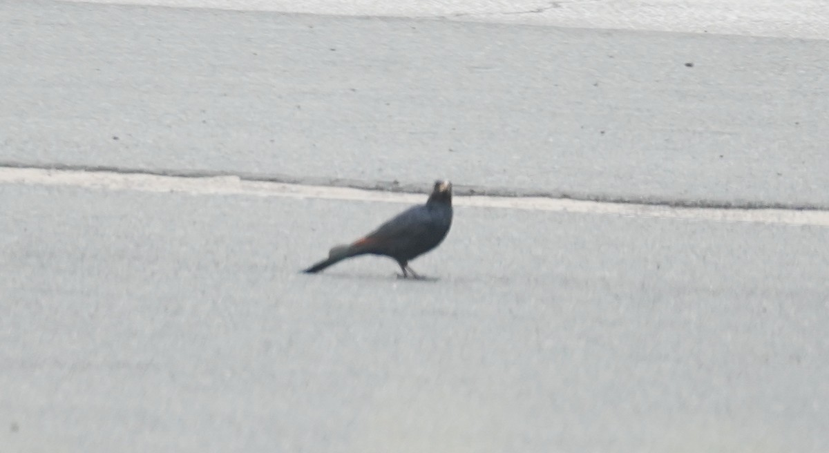 Red-winged Starling - ML617624826