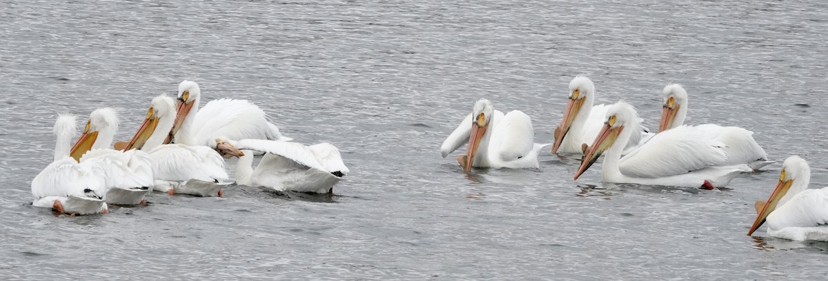 American White Pelican - ML617624885