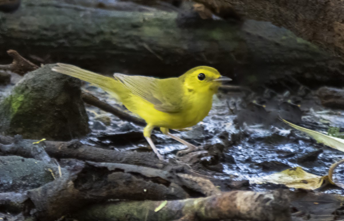 Hooded Warbler - ML617624903