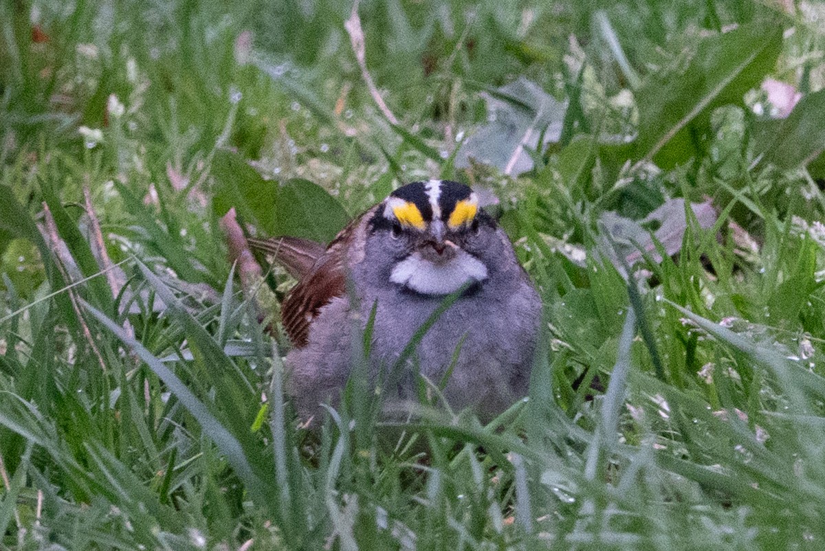 White-throated Sparrow - ML617624919