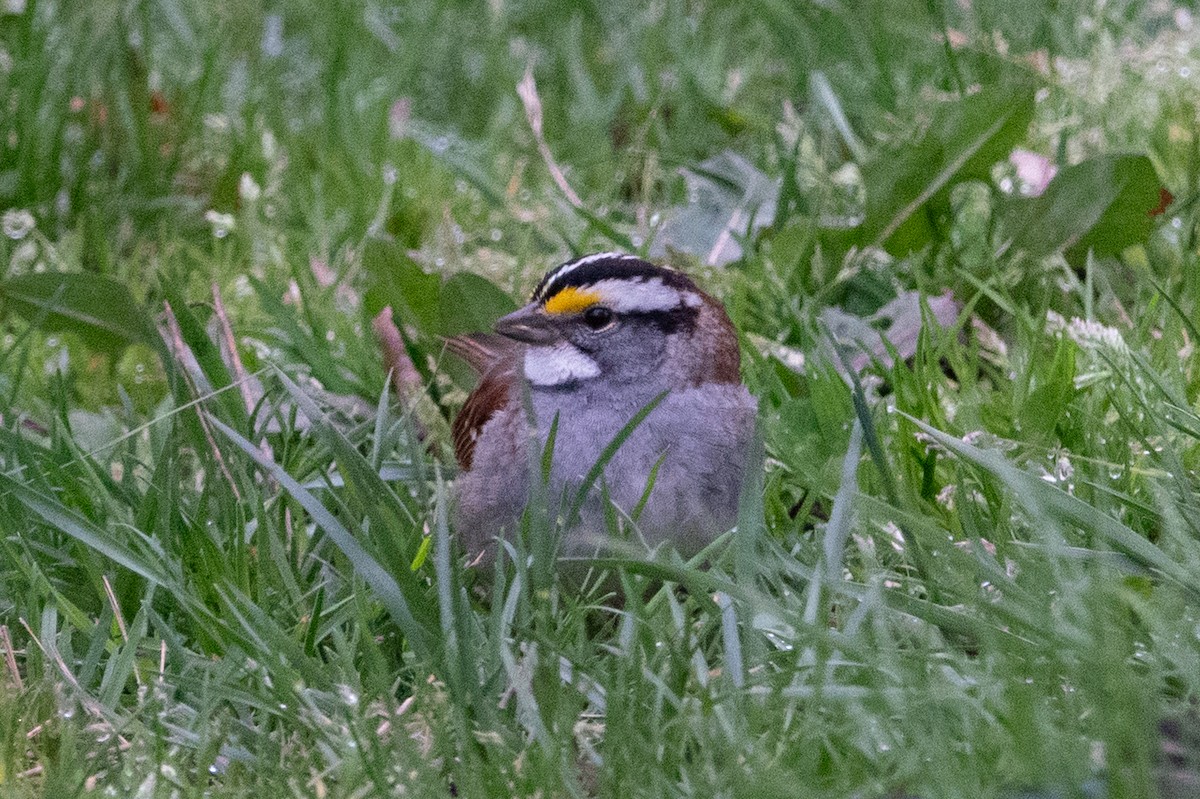 White-throated Sparrow - ML617624920