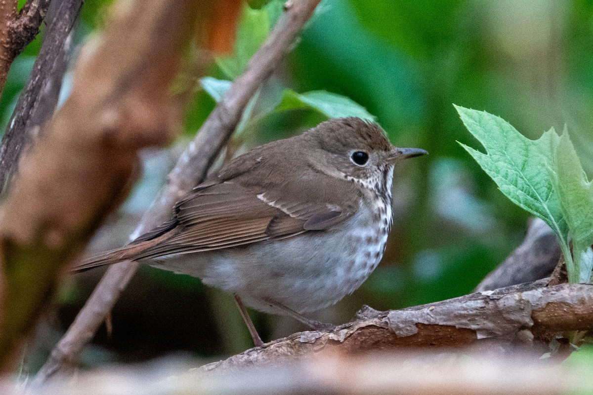 Hermit Thrush - ML617624938