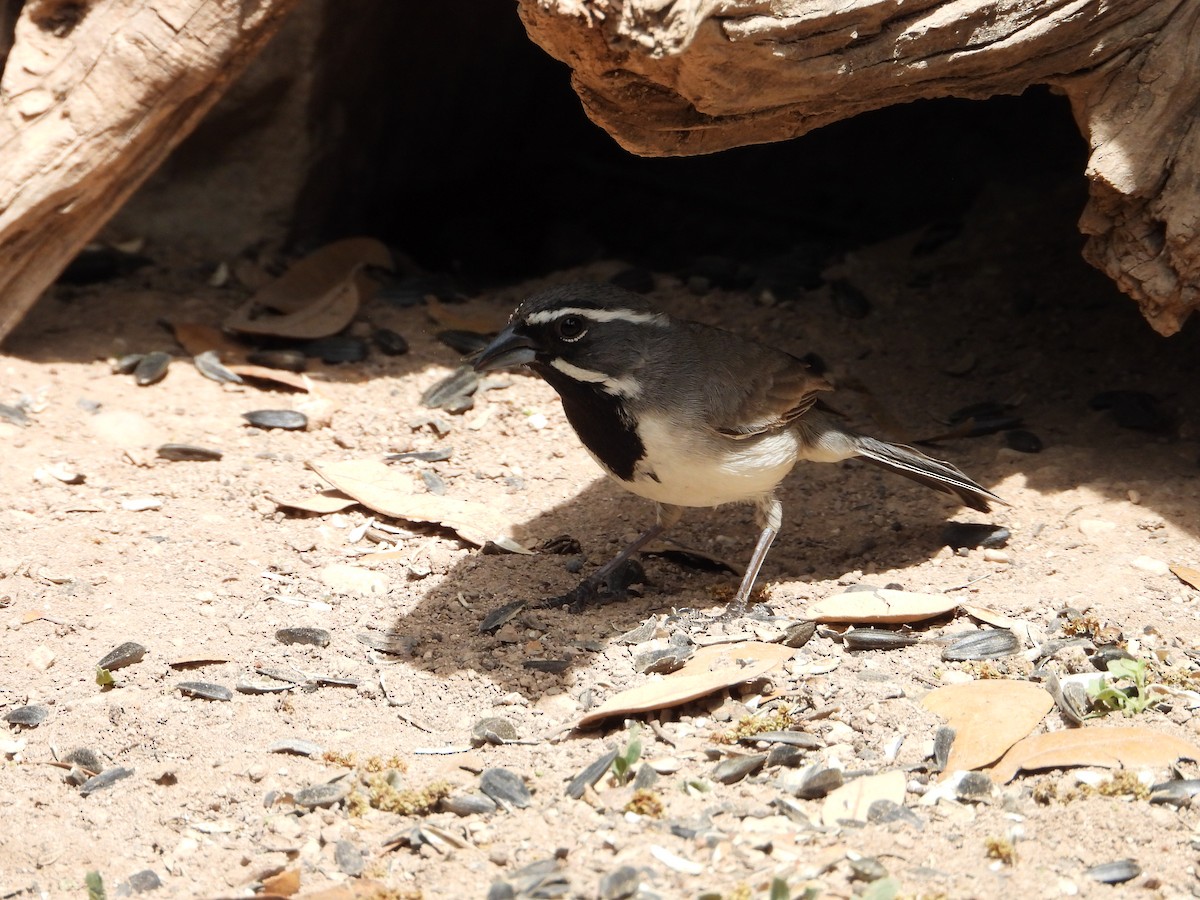 Black-throated Sparrow - ML617624974