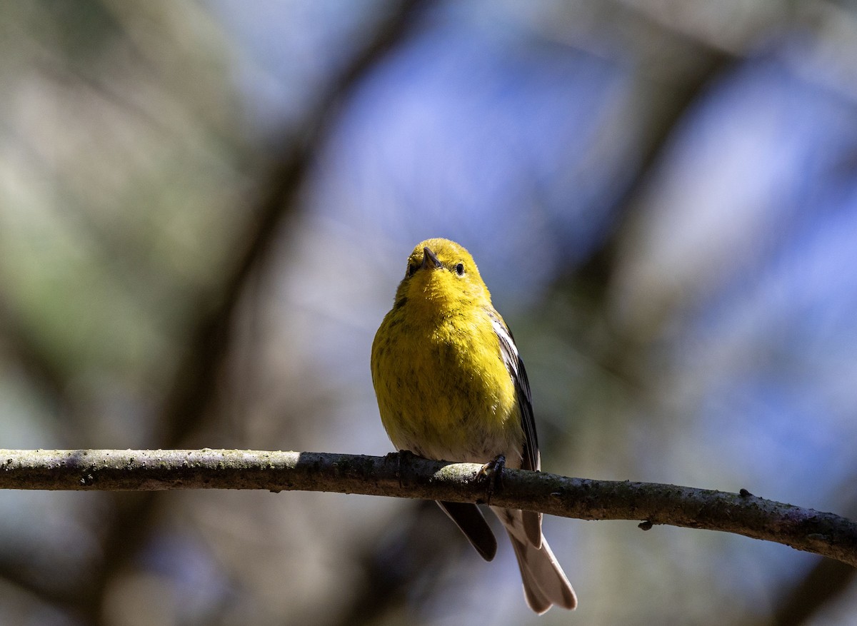 Pine Warbler - ML617624975