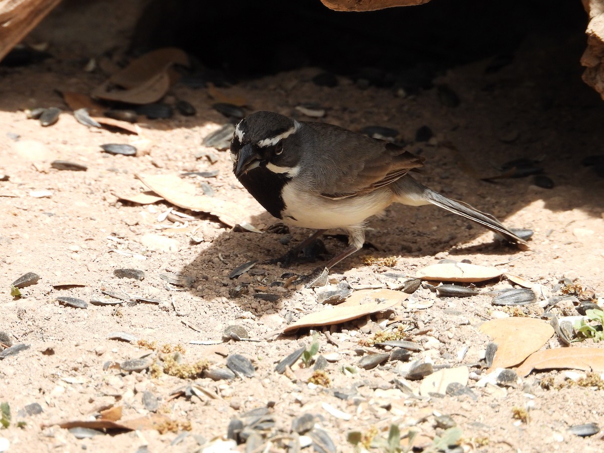 Black-throated Sparrow - ML617624996