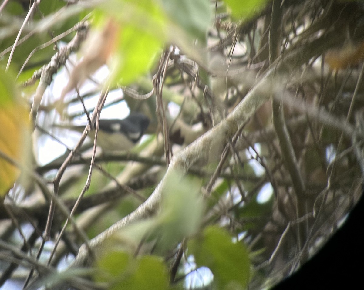 Black-throated Blue Warbler - Erick Guzmán Martínez