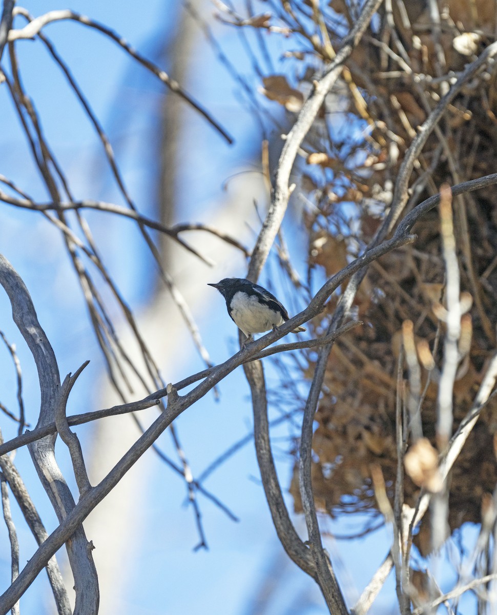 Black-throated Blue Warbler - ML617625062