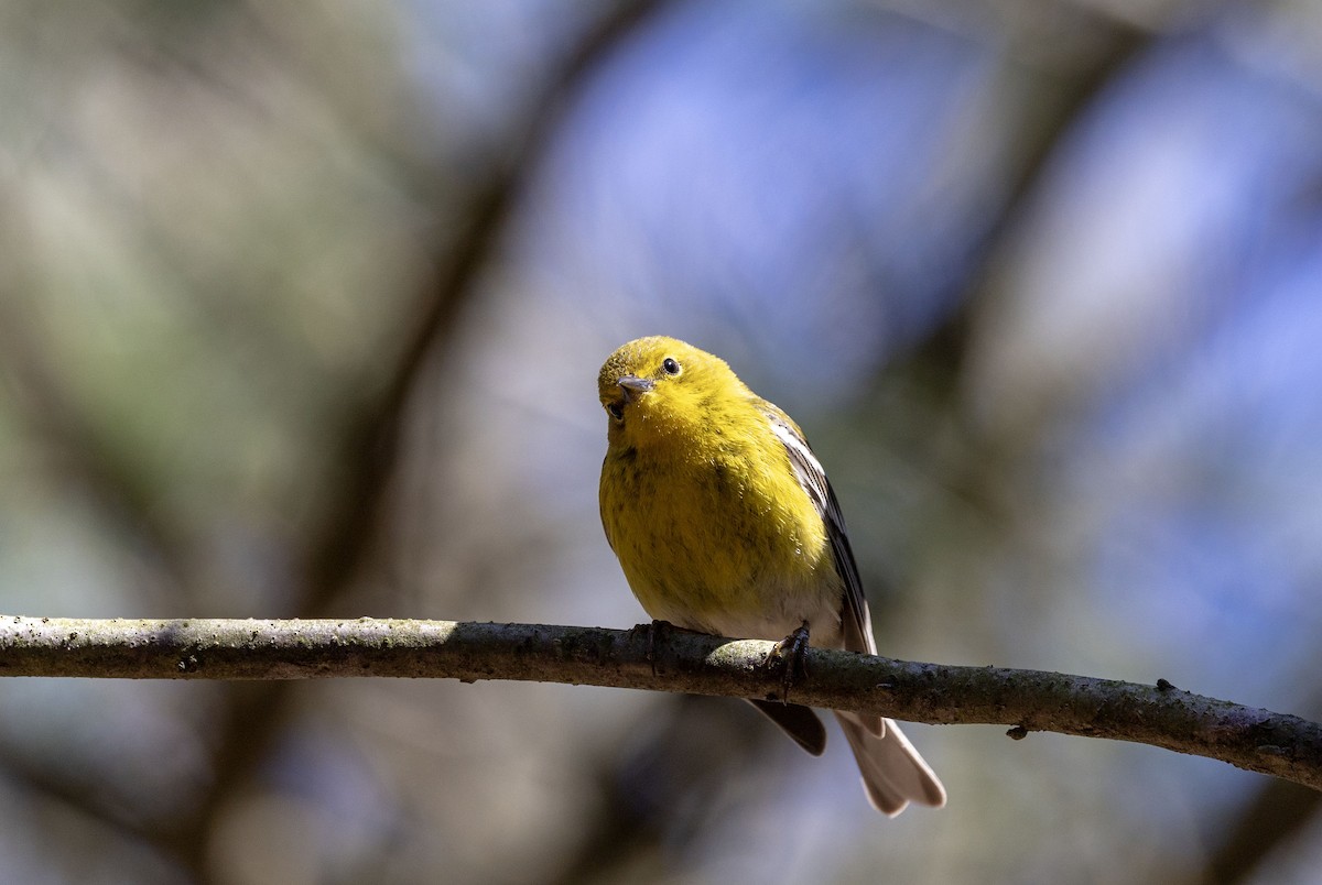 Pine Warbler - ML617625080