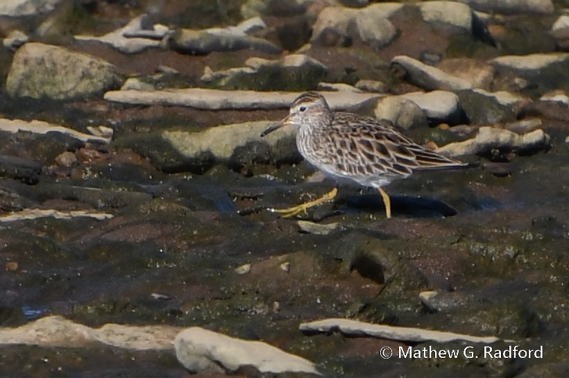 Pectoral Sandpiper - ML617625118