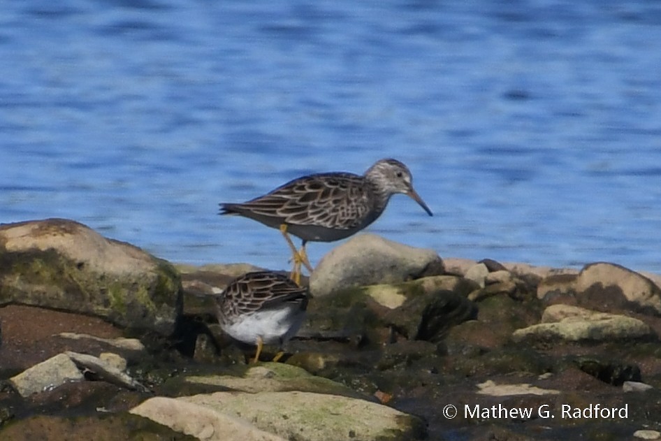 Graubrust-Strandläufer - ML617625119