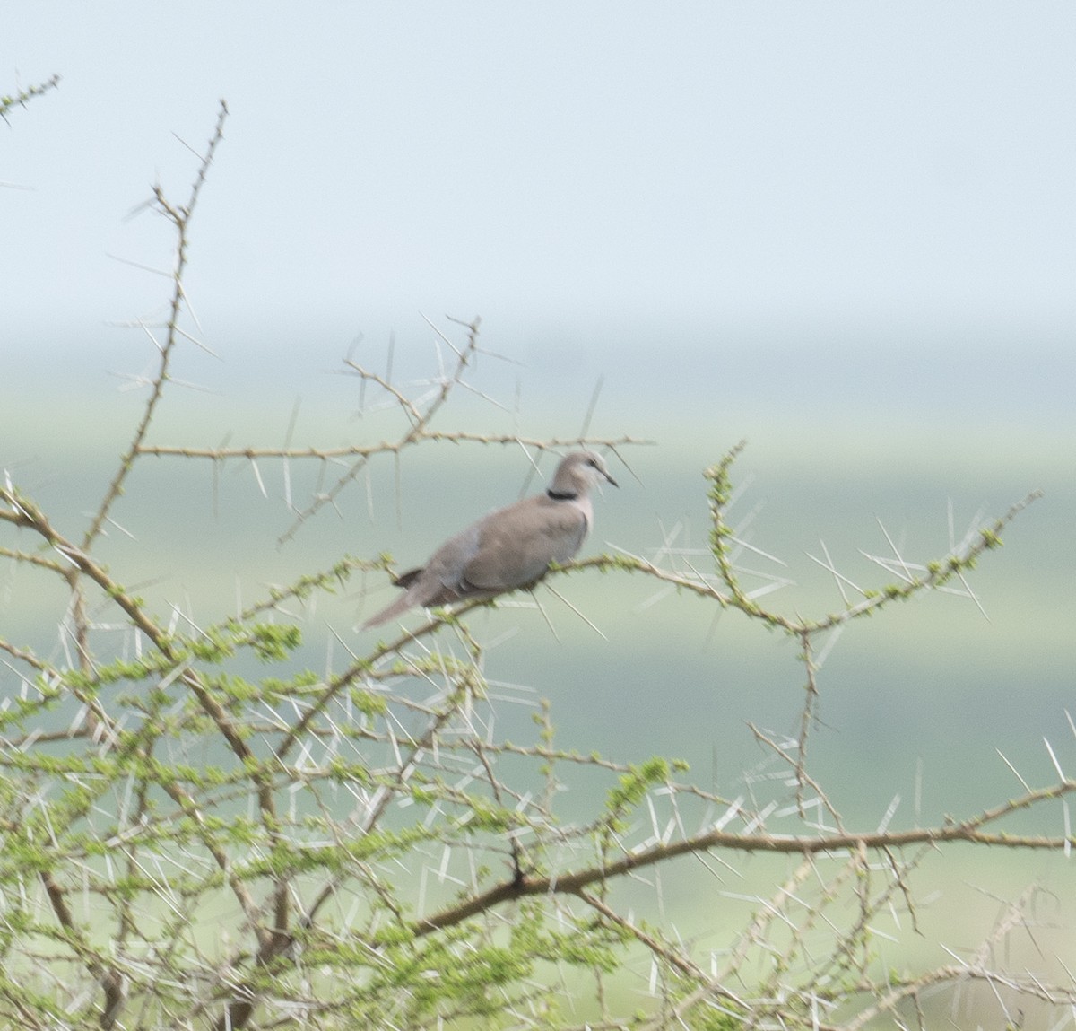 Ring-necked Dove - ML617625128