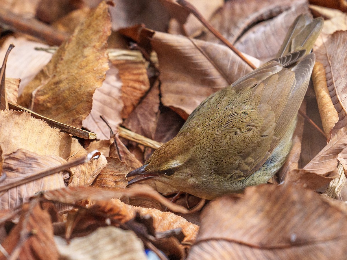 Swainson's Warbler - Jeremy Nadel