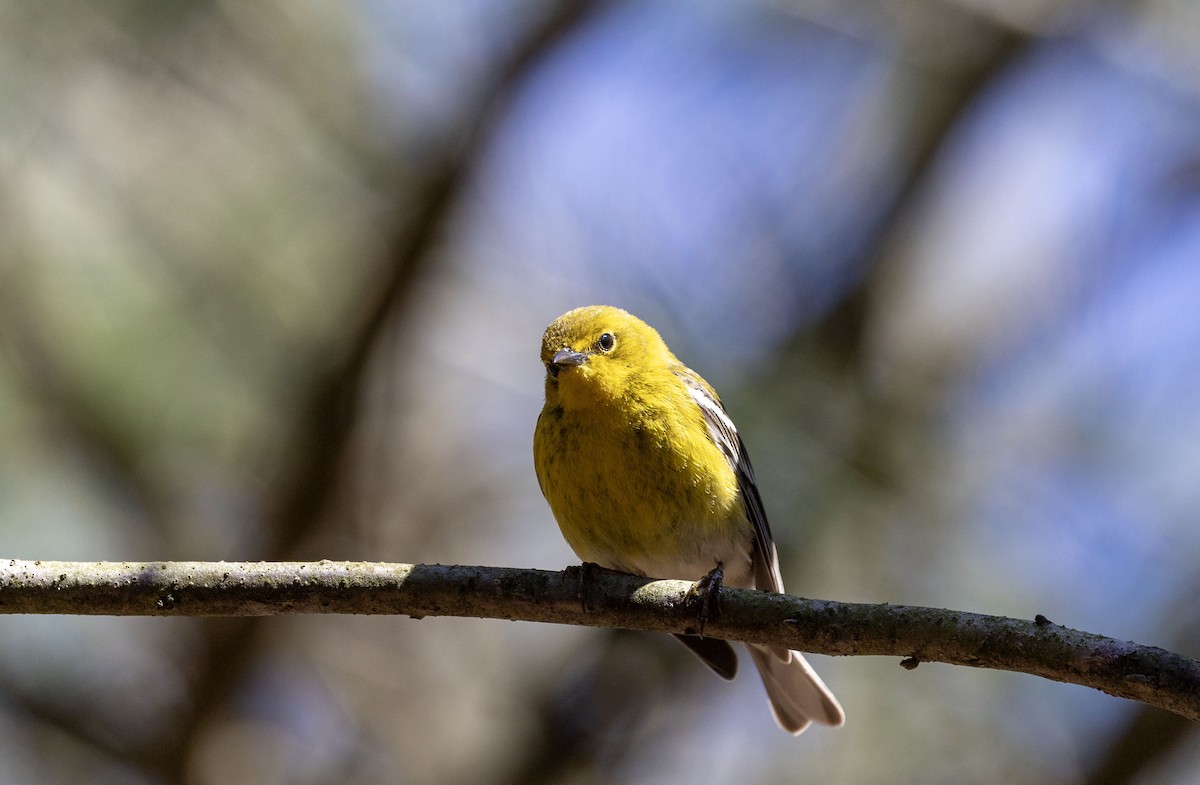 Pine Warbler - ML617625169
