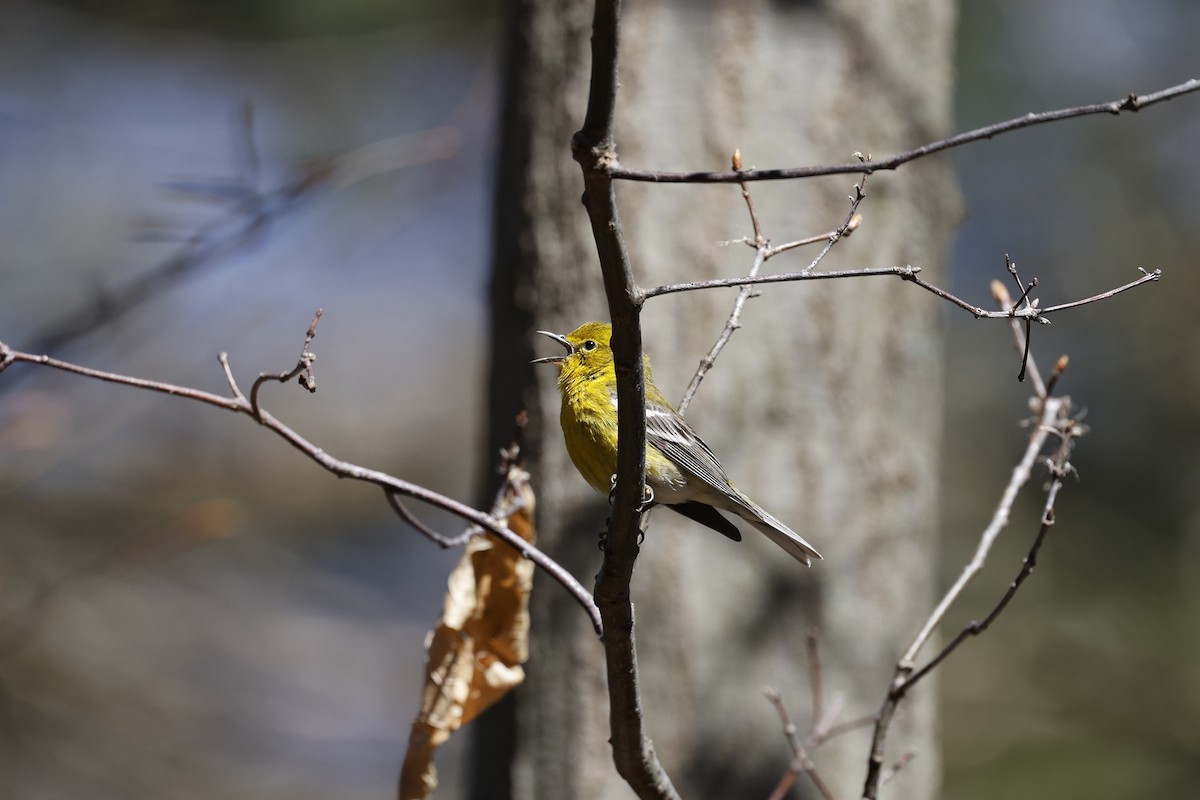Pine Warbler - ML617625208
