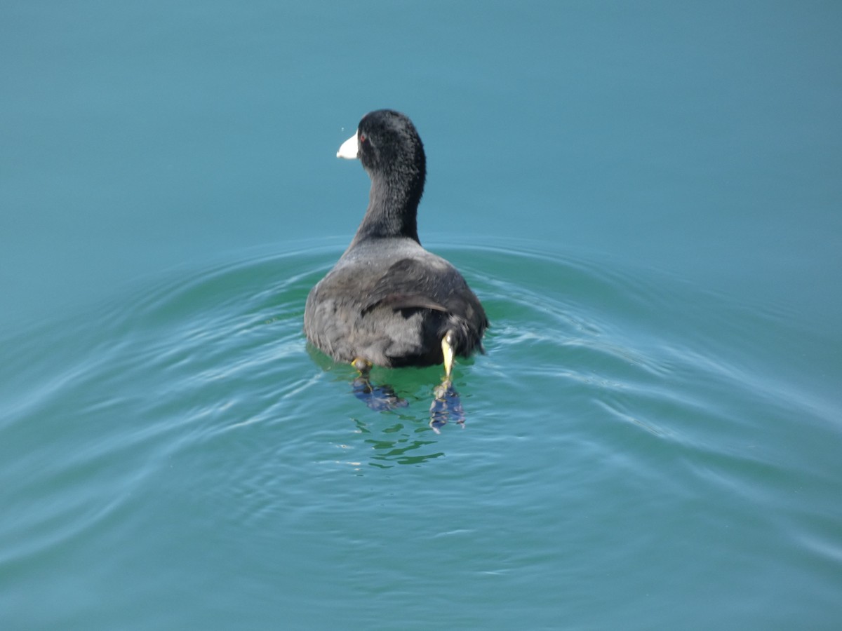 American Coot - Cris A