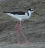 Black-necked Stilt - ML617625216