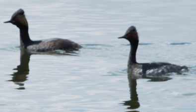 Eared Grebe - ML617625225