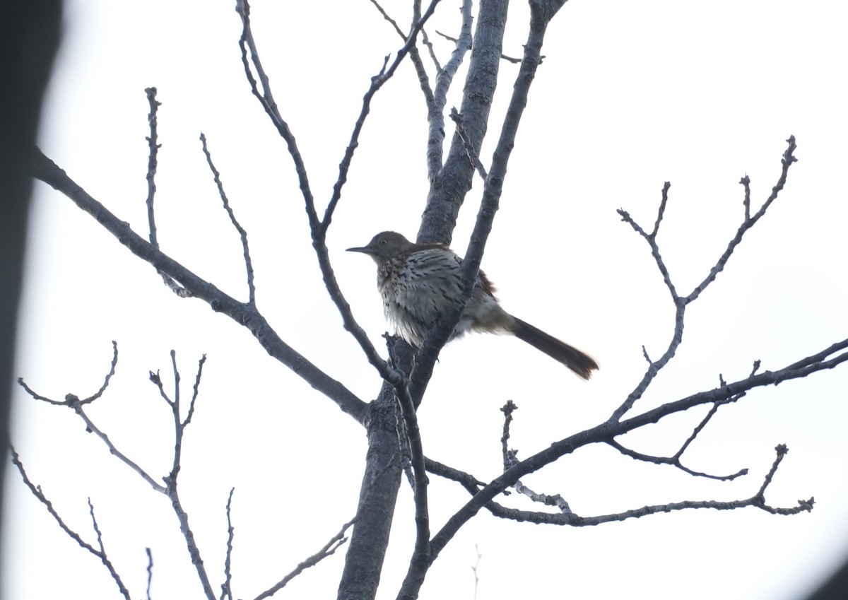 Brown Thrasher - ML617625240