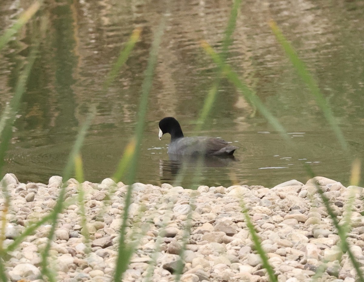 American Coot - Millie and Peter Thomas