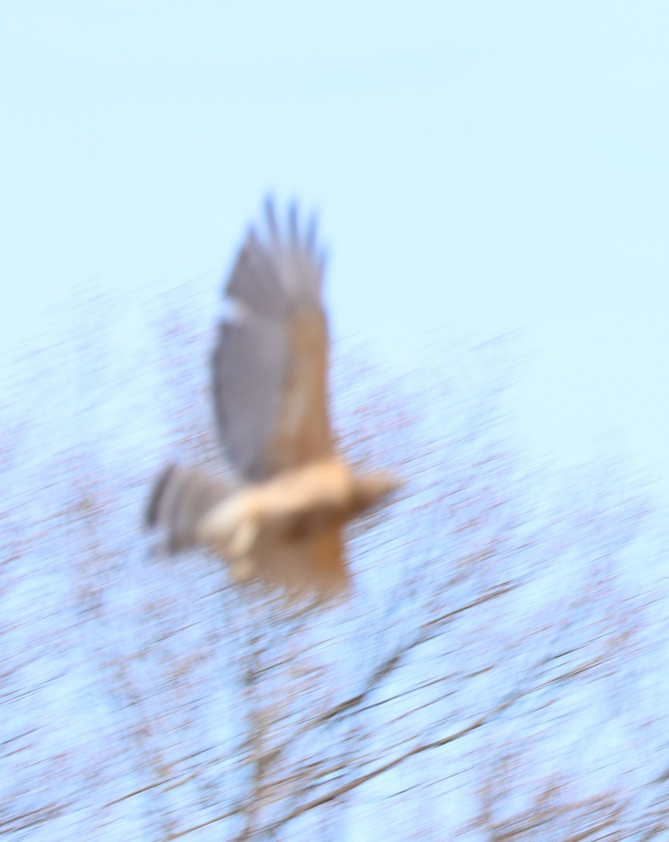 Red-shouldered Hawk - ML617625260